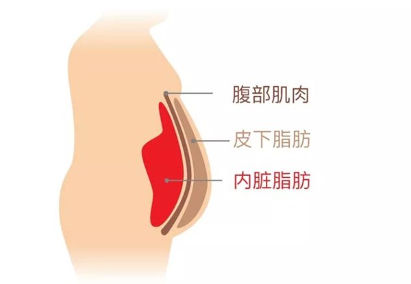 米兰体育官方网站体育为您讲解:内脏脂肪要怎么减